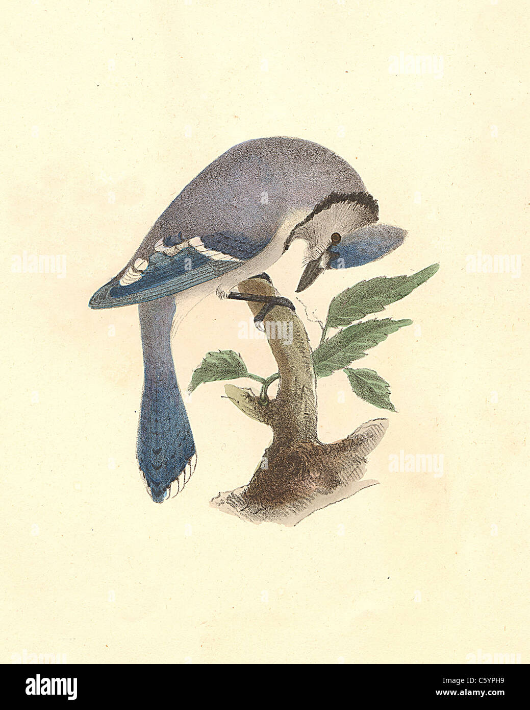 The Blue Jay (Garrulus cristatus, Cyanocitta cristata) vintage bird lithograph by James De Kay from Zoology of New York, New-York Fauna Part II, Birds Stock Photo