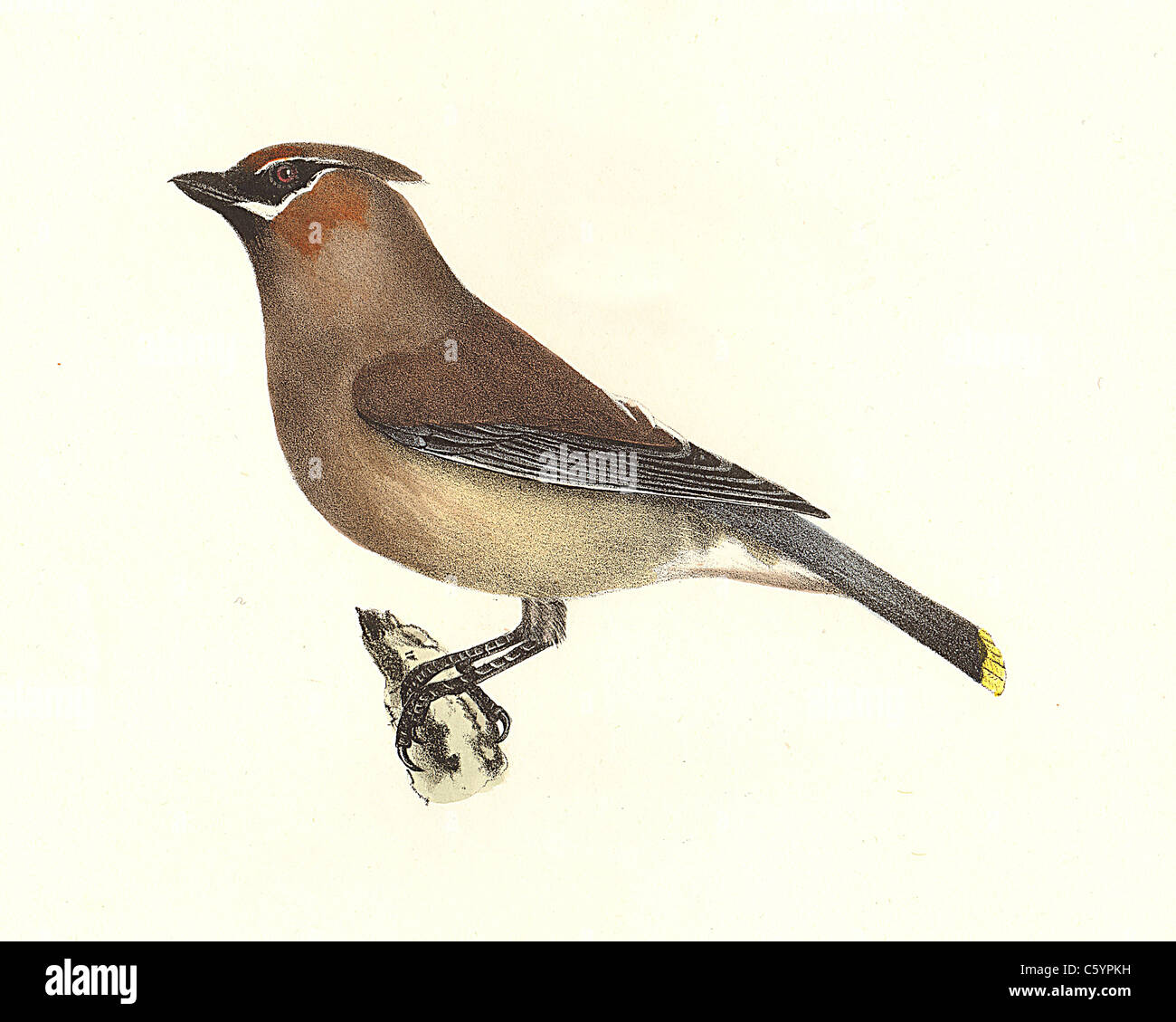 The Cedar-bird, Cedar Waxwing (Bombycilla carolinensis, Bombycilla cedrorum) vintage bird lithograph - James De Kay, Zoology of New York, Fauna, Birds Stock Photo