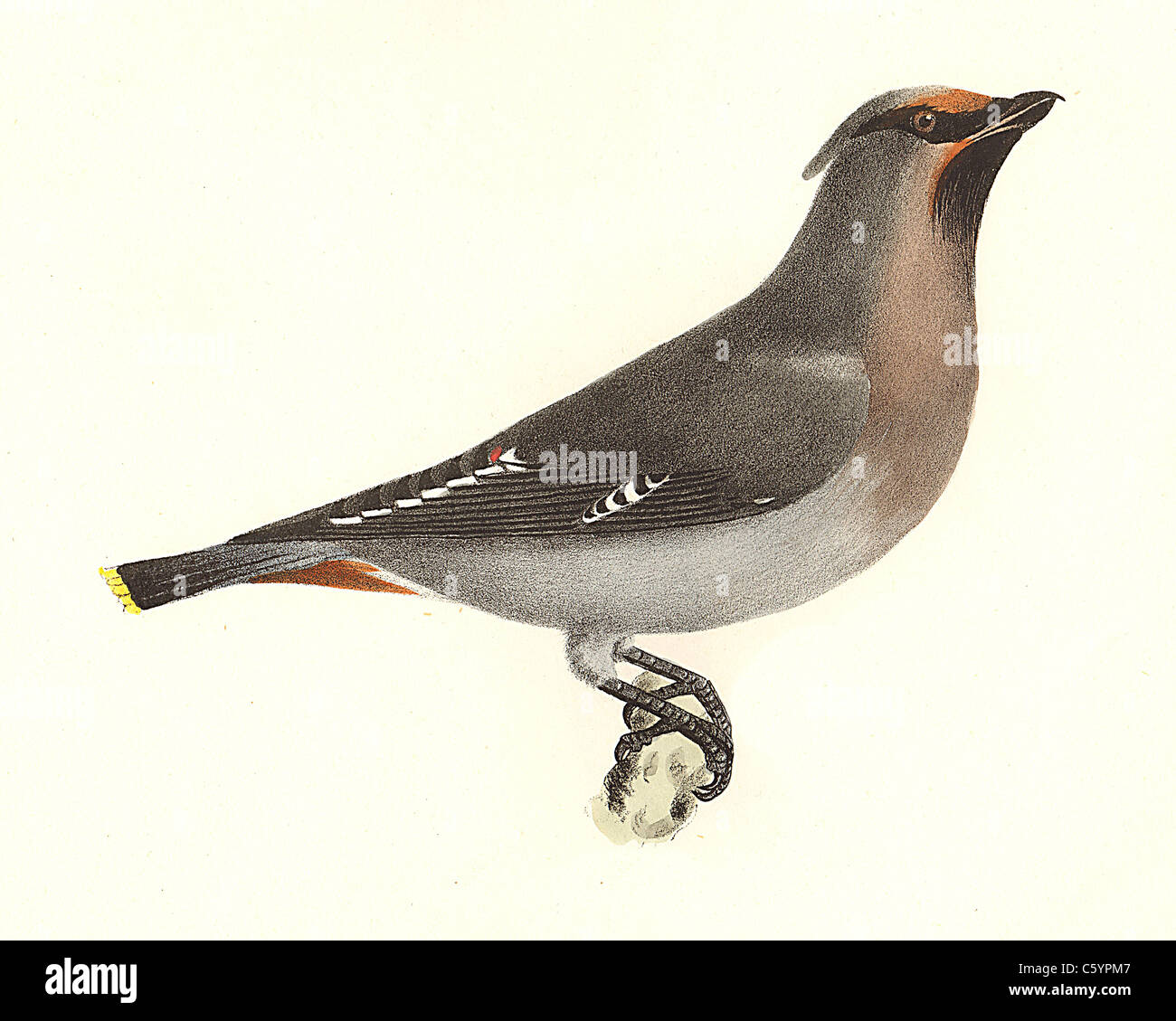 The Bohemian Waxwing(Bombycilla garrula, Bombycilla garrulus) vintage bird lithograph - James De Kay, Zoology of New York, the New-York Fauna, Birds Stock Photo