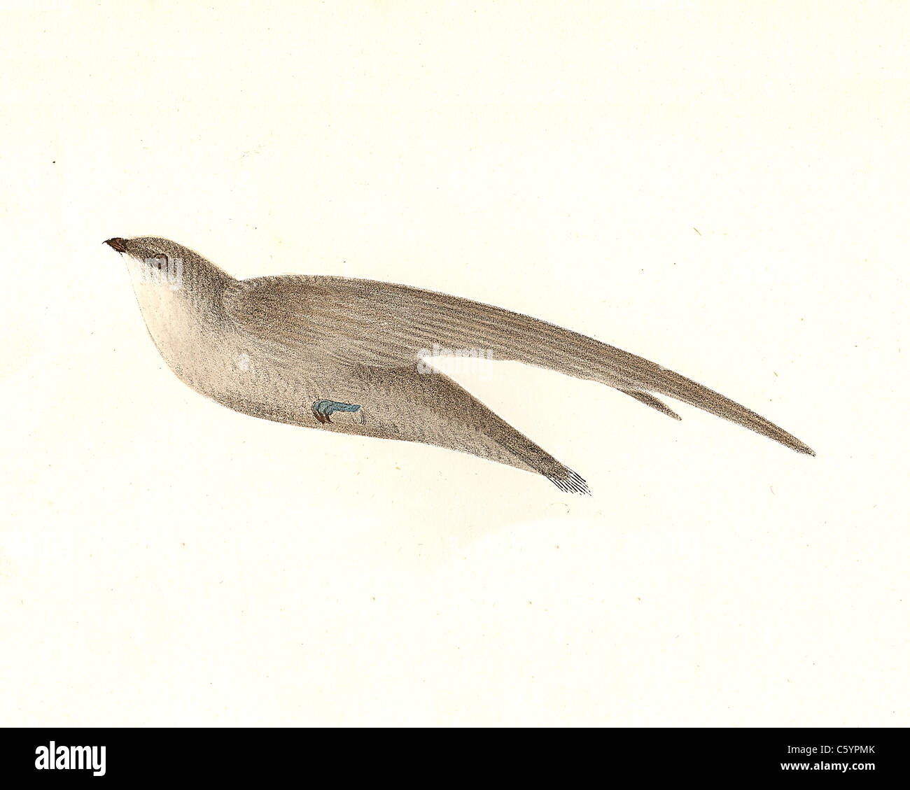 The Chimney Swallow, Chimney Swift (Chaetura pelasgia, Chaetura pelagica) vintage bird lithograph - James De Kay, Zoology of New York, NY Fauna, Birds Stock Photo