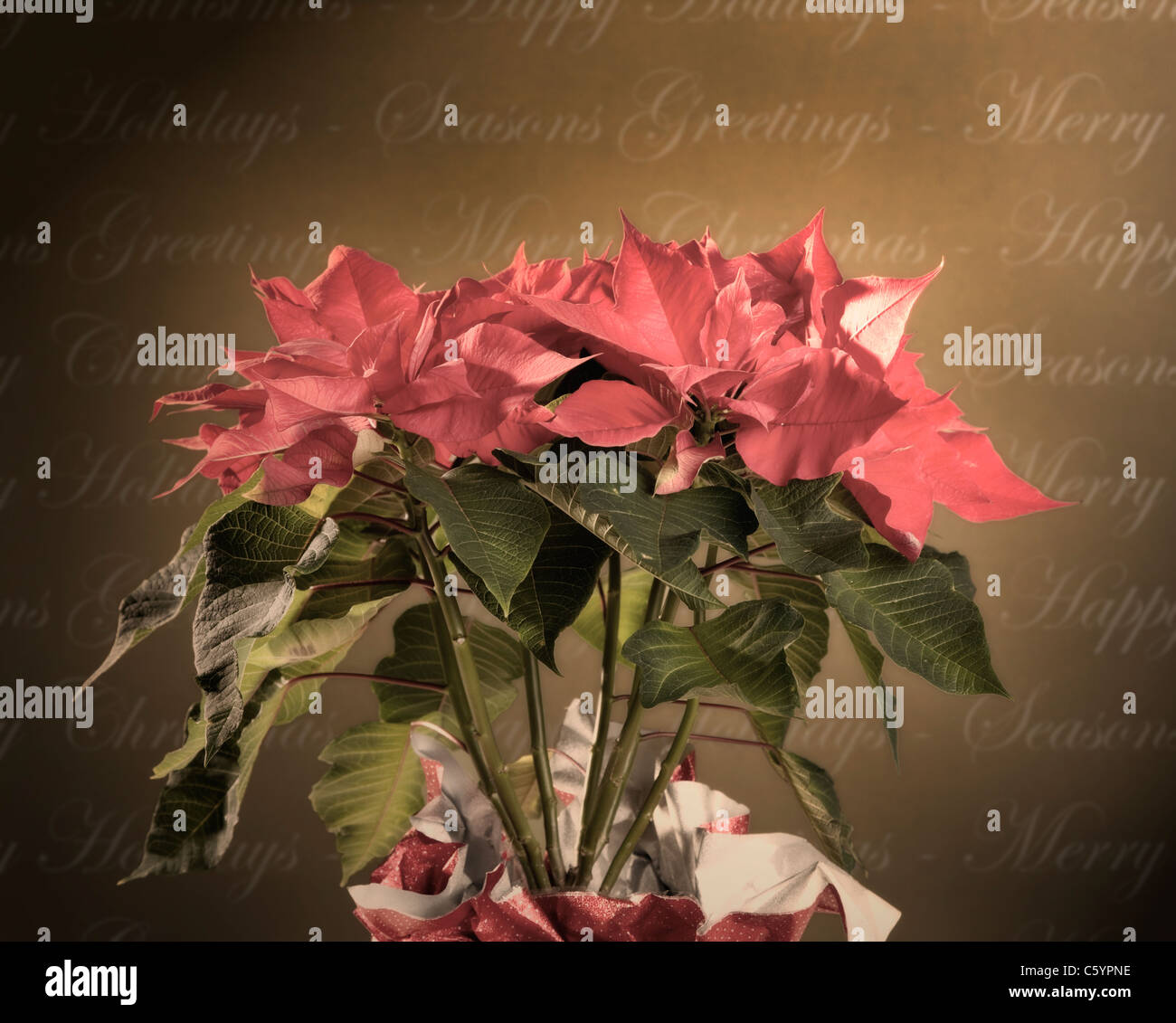USA, Illinois, Metamora, poinsettia and Christmas greetings Stock Photo