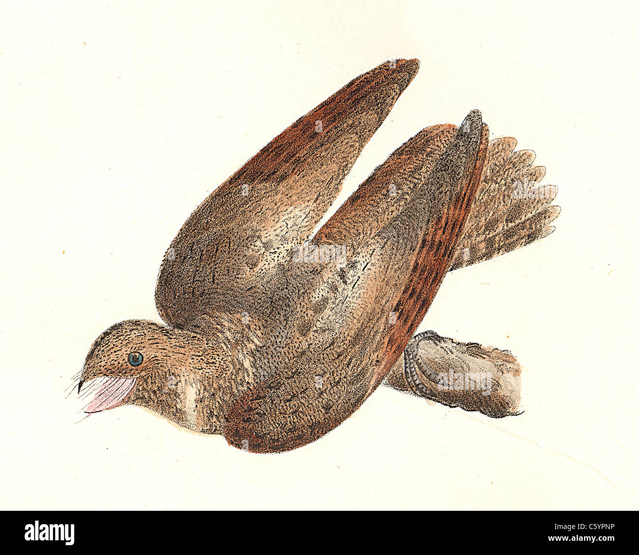The Whippoorwill or Eastern whip-poor-will (Caprimulgus vociferus, Antrostomus vociferus) vintage bird lithograph - James De Kay, Zoology of NY, Birds Stock Photo