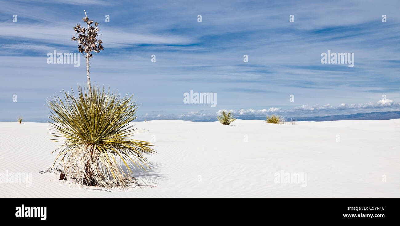 USA, New Mexico, Whitesands, Yucca growing on desert Stock Photo