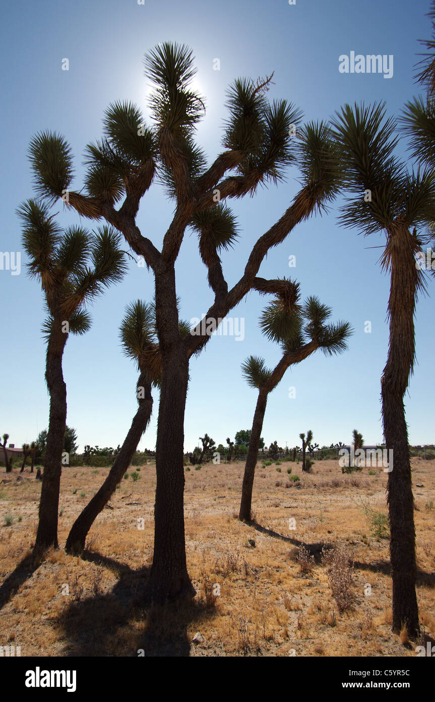desert. Joshua Tree in the town of Pinon Hills Stock Photo