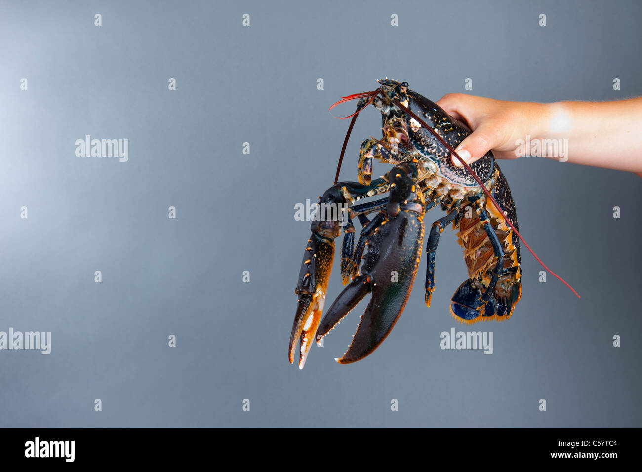 Lobster Claw Living Alive High Resolution Stock Photography and Images