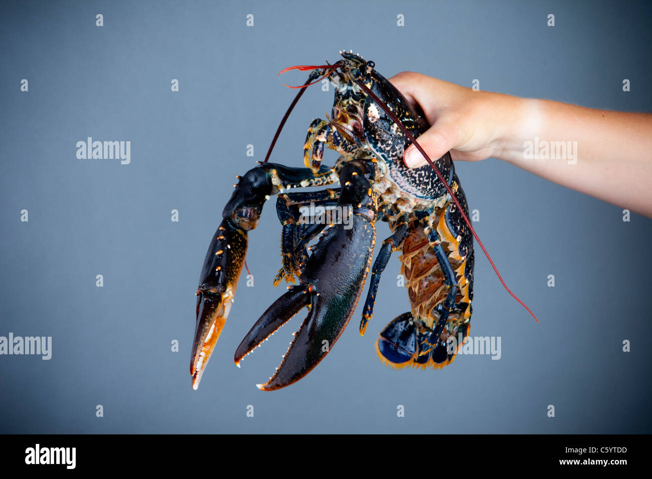 Lobster Claw Living Alive High Resolution Stock Photography and Images