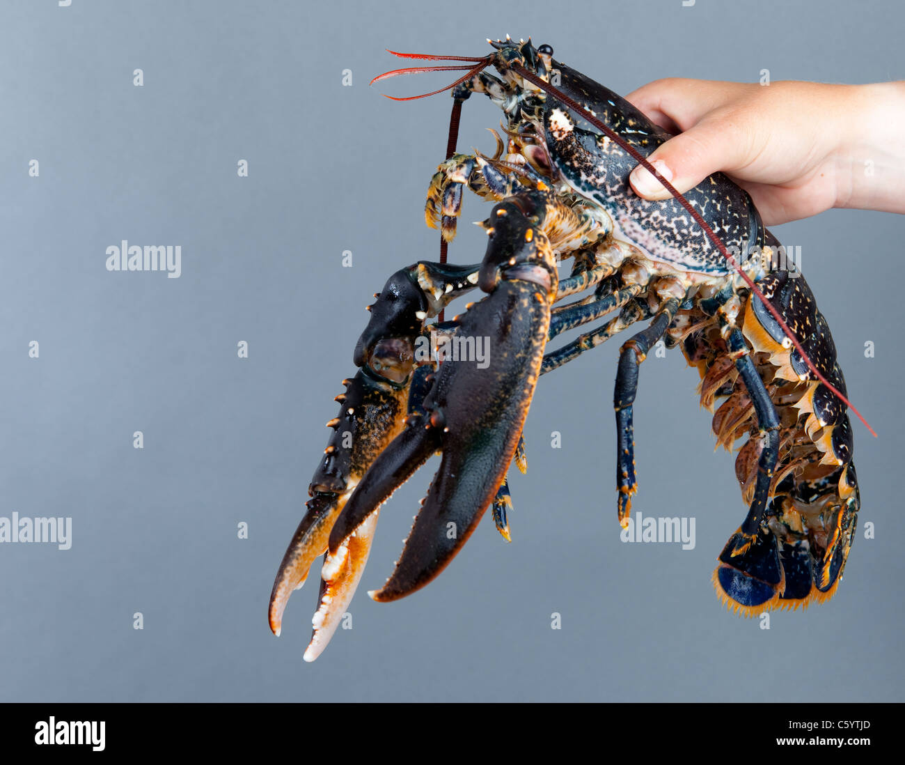 Lobster Claw Living Alive High Resolution Stock Photography and Images