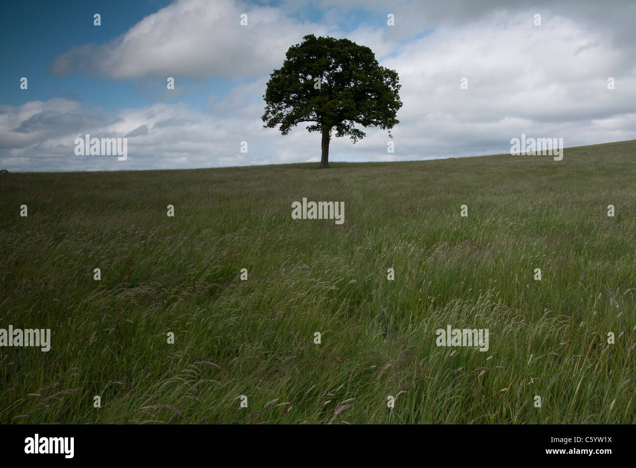 Lone Oak tree in a field in the English countryside. Stock Photo