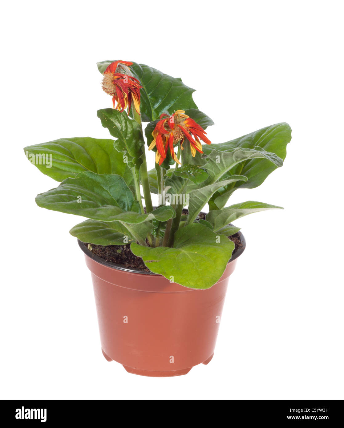 Gerbera wilted Cut Out Stock Images & Pictures Alamy