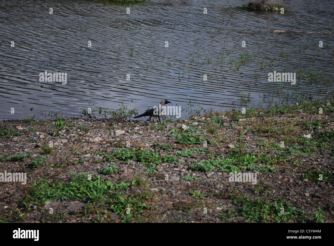 river side crow Stock Photo