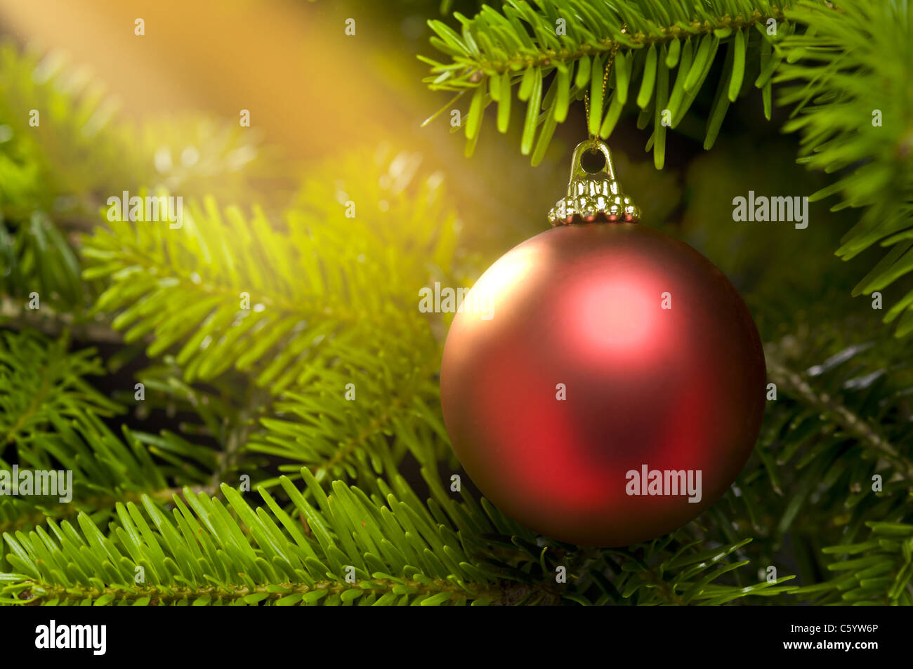 Red ball in a real Caucasian Fir Christmas tree nice shining Stock Photo
