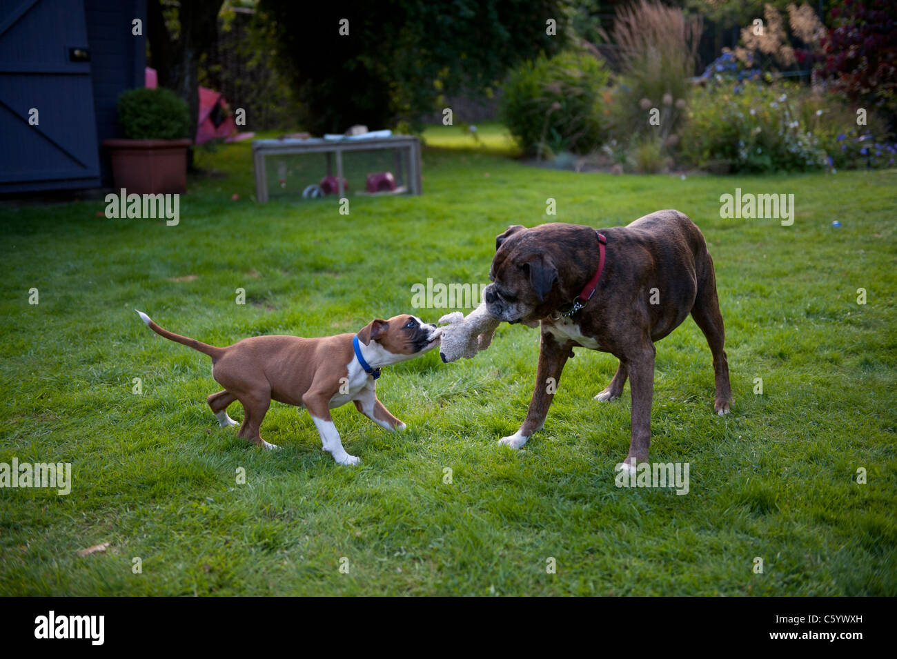 stuffed brindle boxer dog
