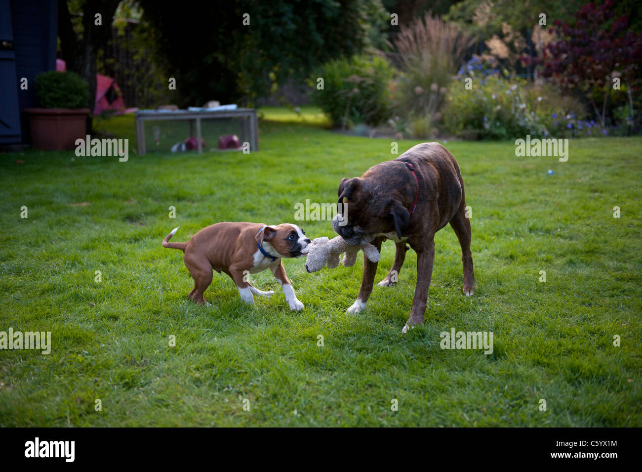stuffed brindle boxer dog