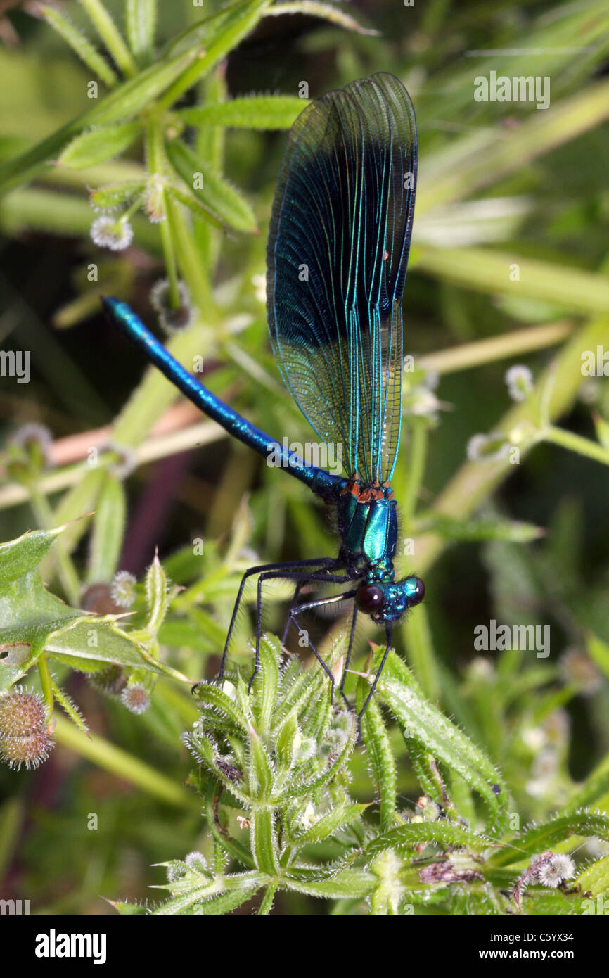 Male Banded Demoiselle holding territory on nettle frond Stock Photo