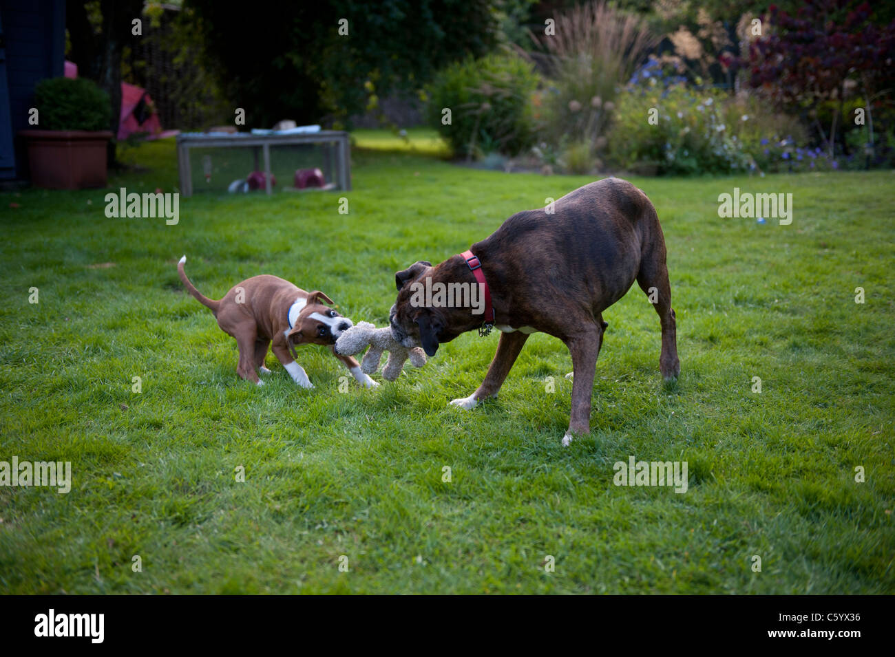 brindle boxer dog stuffed animal