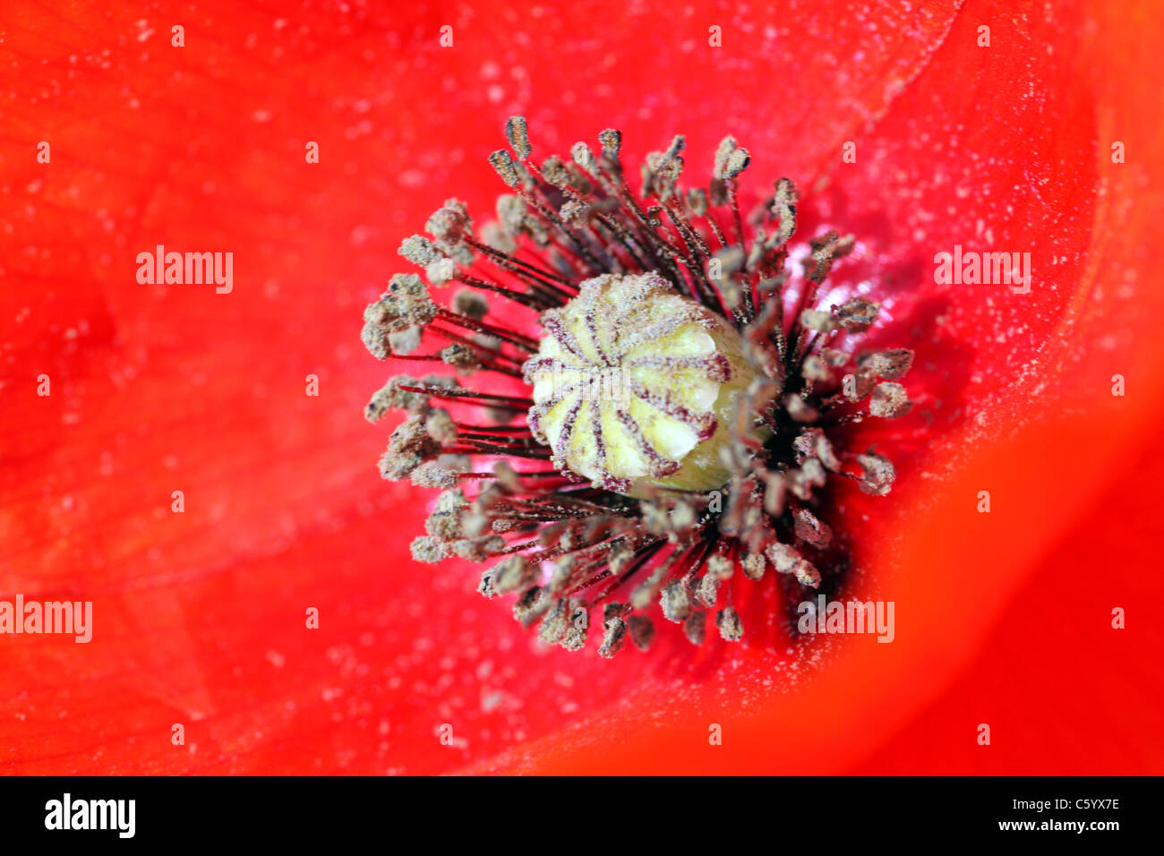 Common poppy flower Stock Photo
