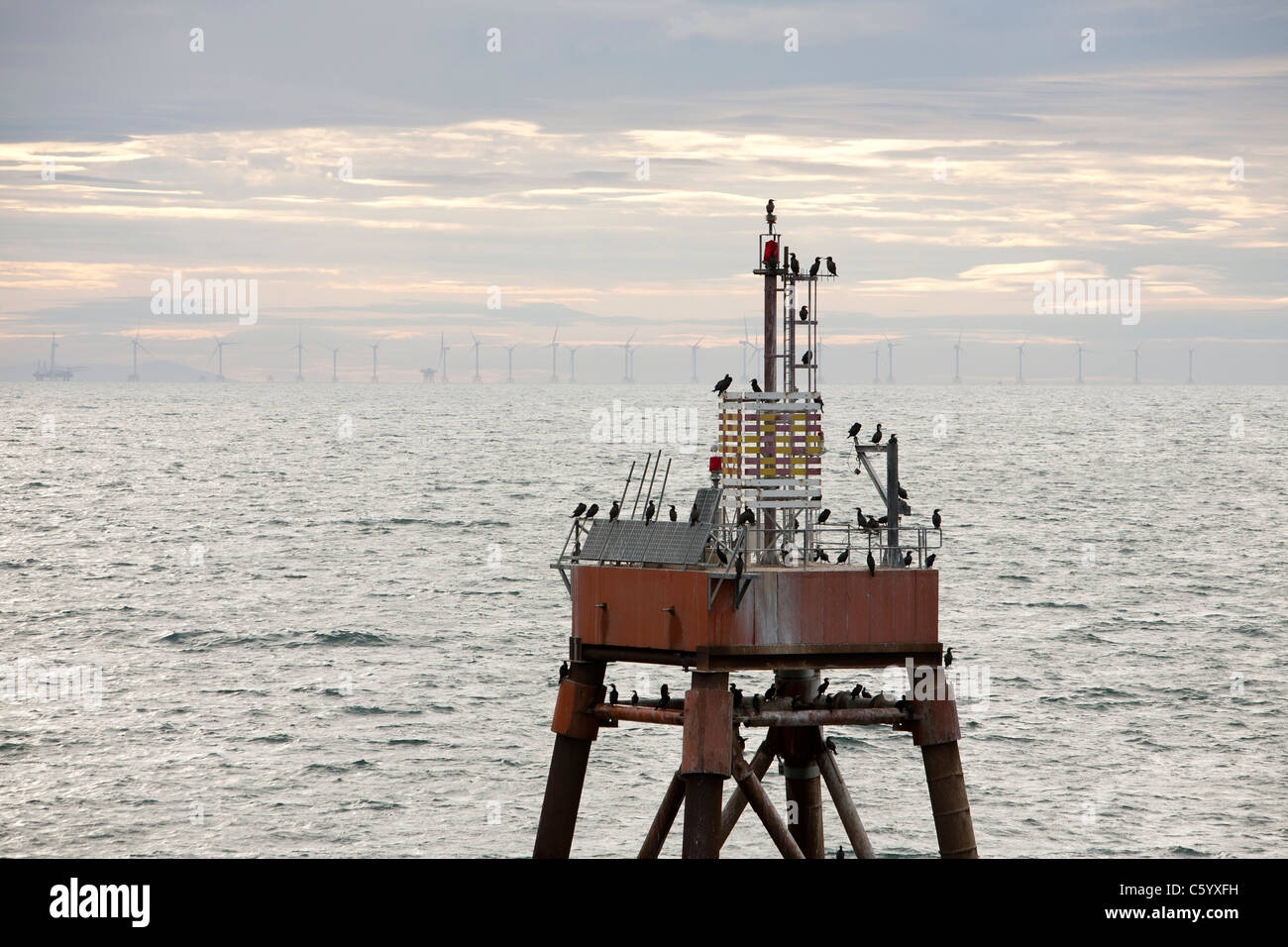 Cormorants on a channel marker looking towards the Walney offshore wind farm. Stock Photo