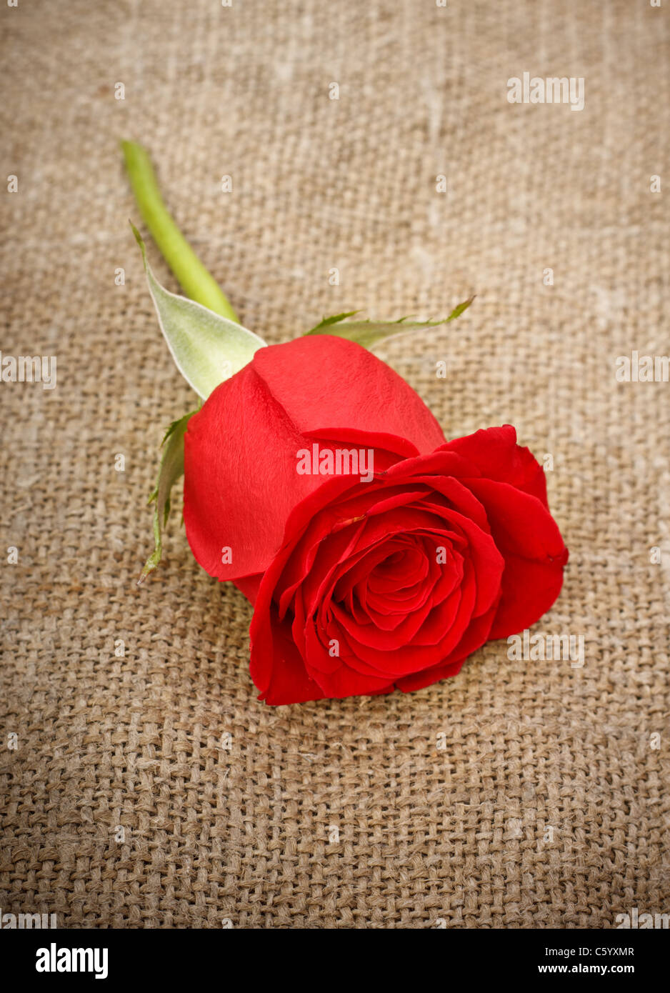 single bright red rose on old canvas Stock Photo - Alamy