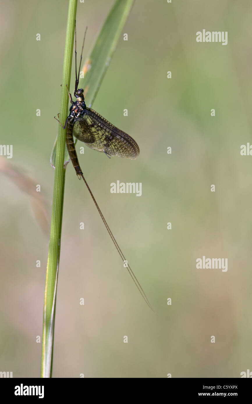 Mayfly, Ephemera vulgata, resting on grass stem. Stock Photo