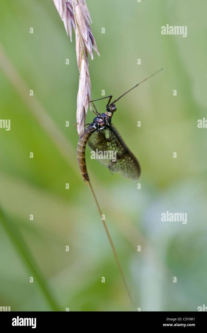 Mayfly, Ephemera vulgata, resting on grass stem. Stock Photo