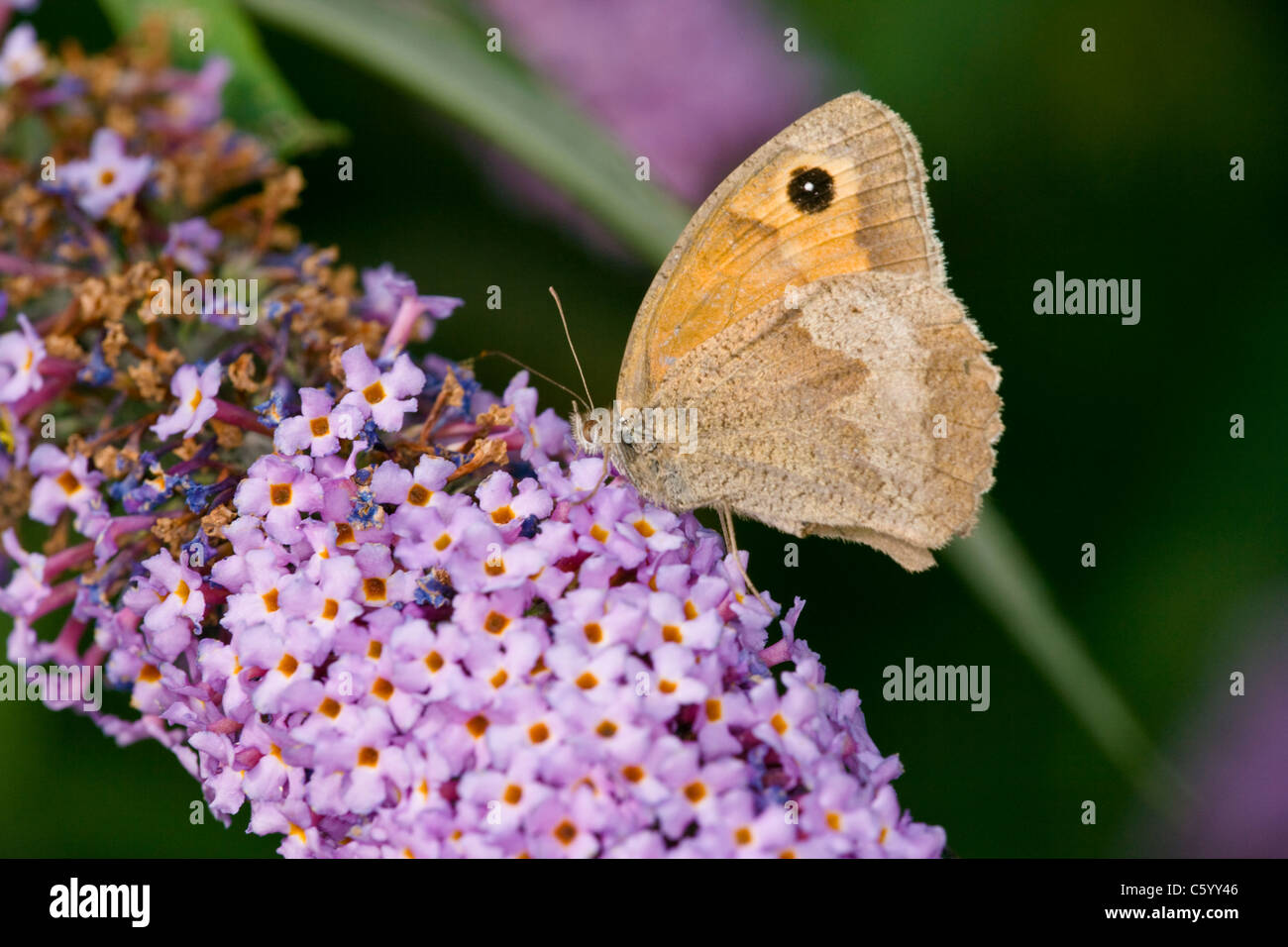 Meadow Brown butterfly Maniola jurtina, feeding on Buddleia flowers