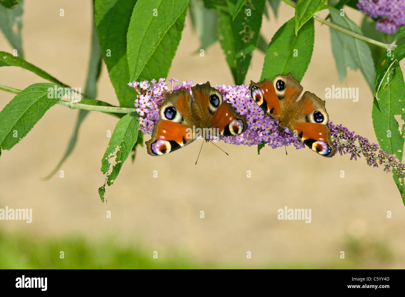Pair of Peacock butterflies, Inachis io, on Buddleia flower Stock Photo