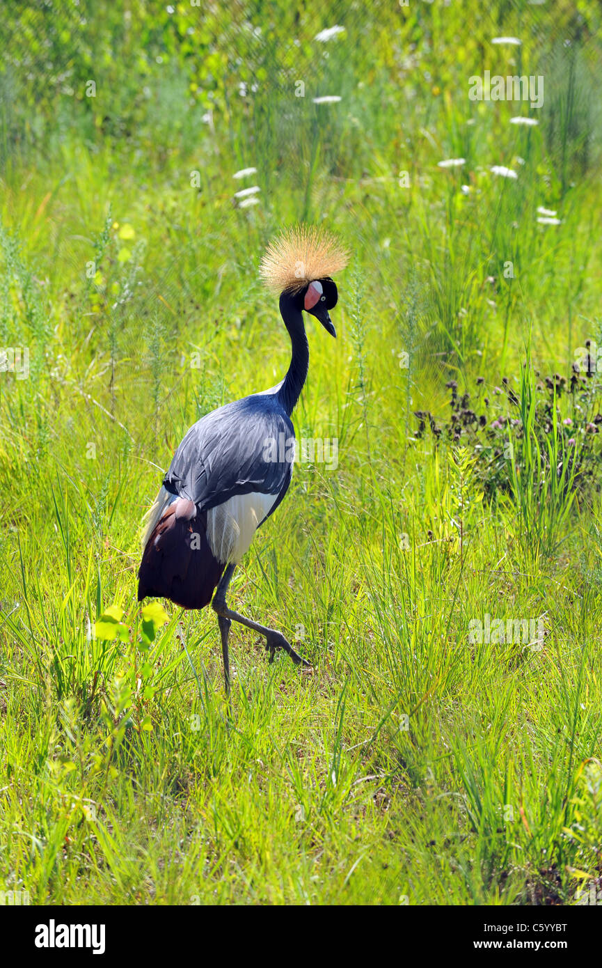 Crowned African crane walking in the grasslands Stock Photo