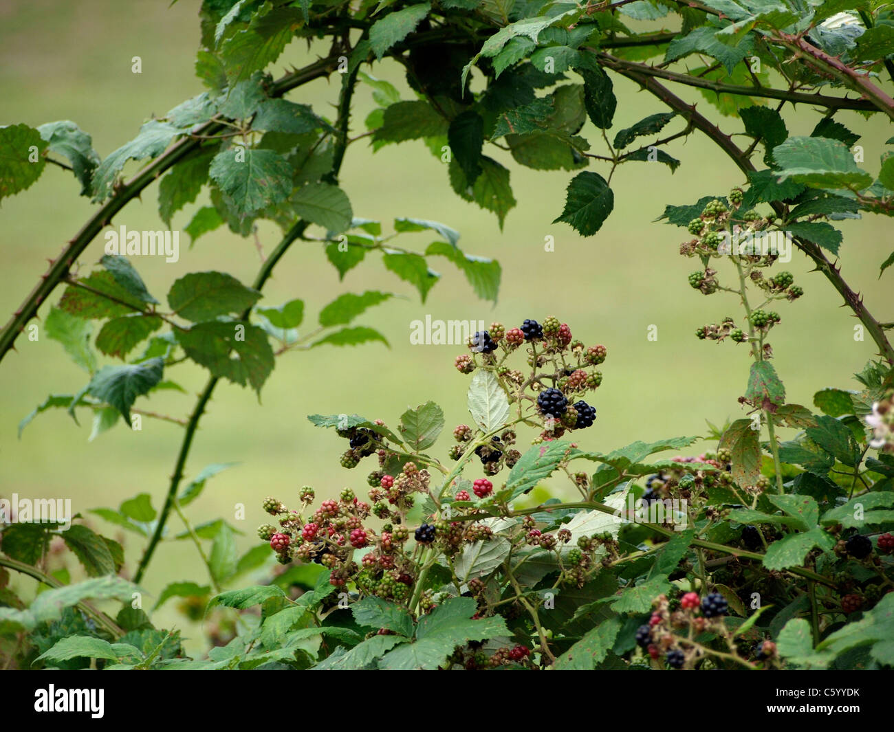 wild blackberries with ripe and unripe fruits showing, and the many thorns visible. St. Hilaire, France Stock Photo