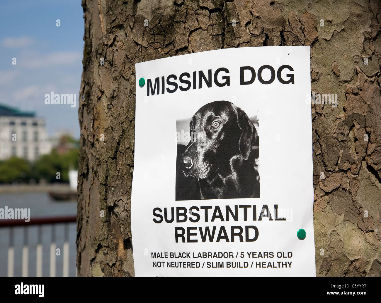 Missing Dog Sign Stock Photo Alamy