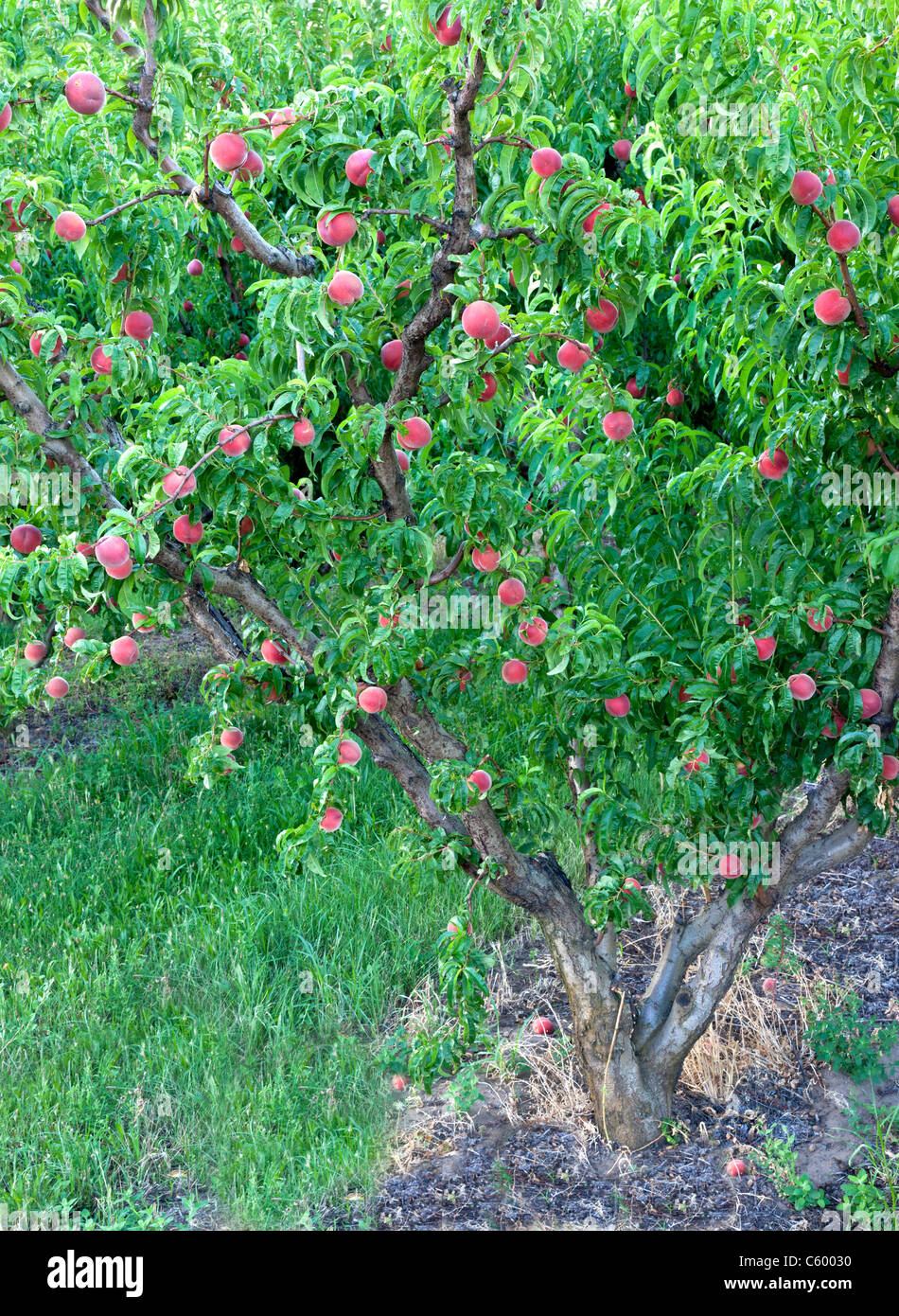 Peach tree bearing fruit 'White Lady' , Stock Photo