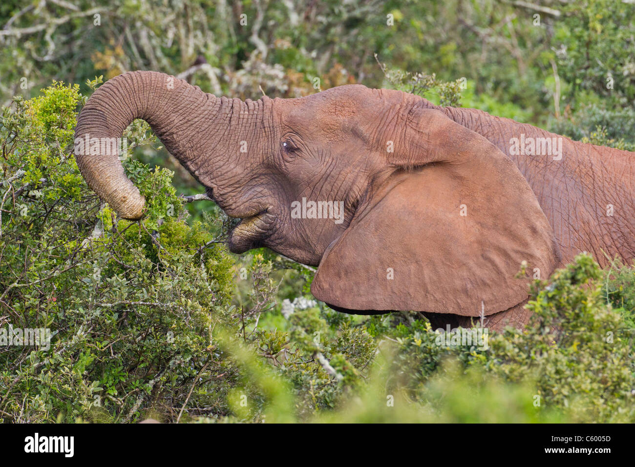 Protected elephant hi-res stock photography and images - Page 13 - Alamy