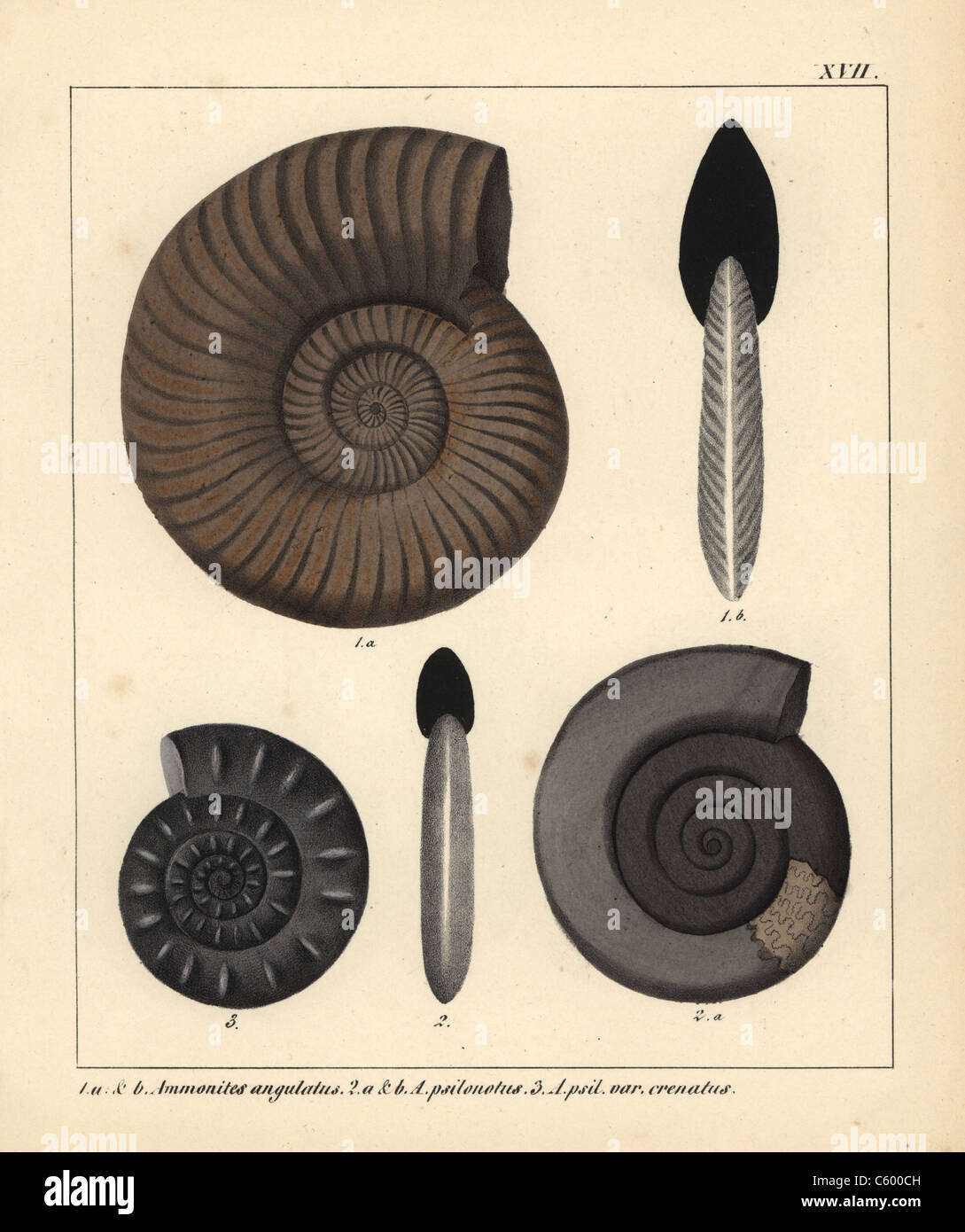 Fossils of extinct cephalopods Stock Photo