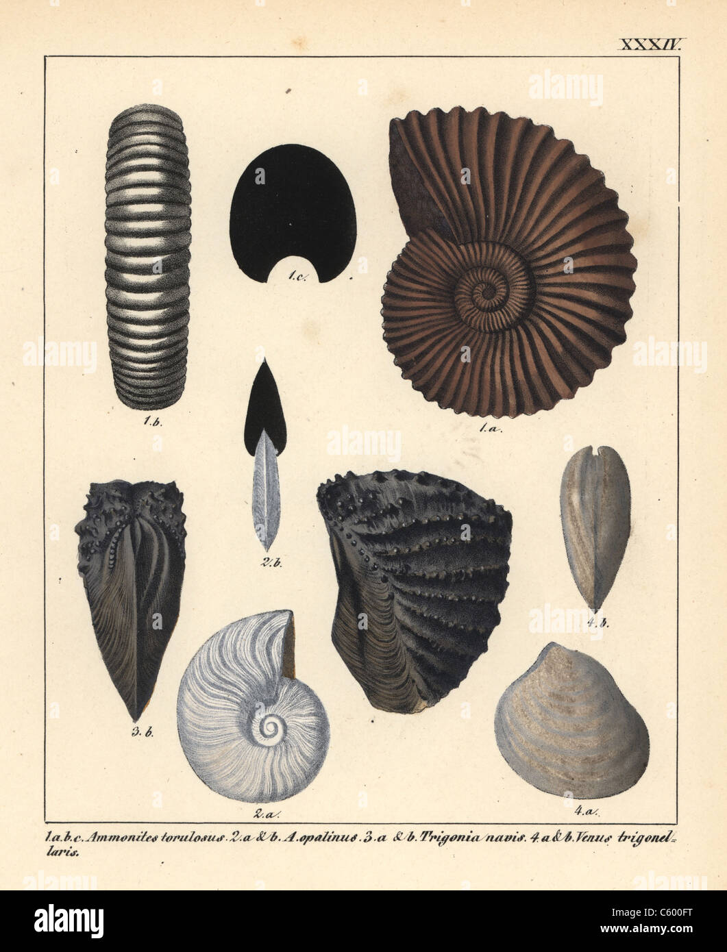 Ammonites, Subclass Of Extinct Cephalopod Molluscs Stock Photo - Alamy