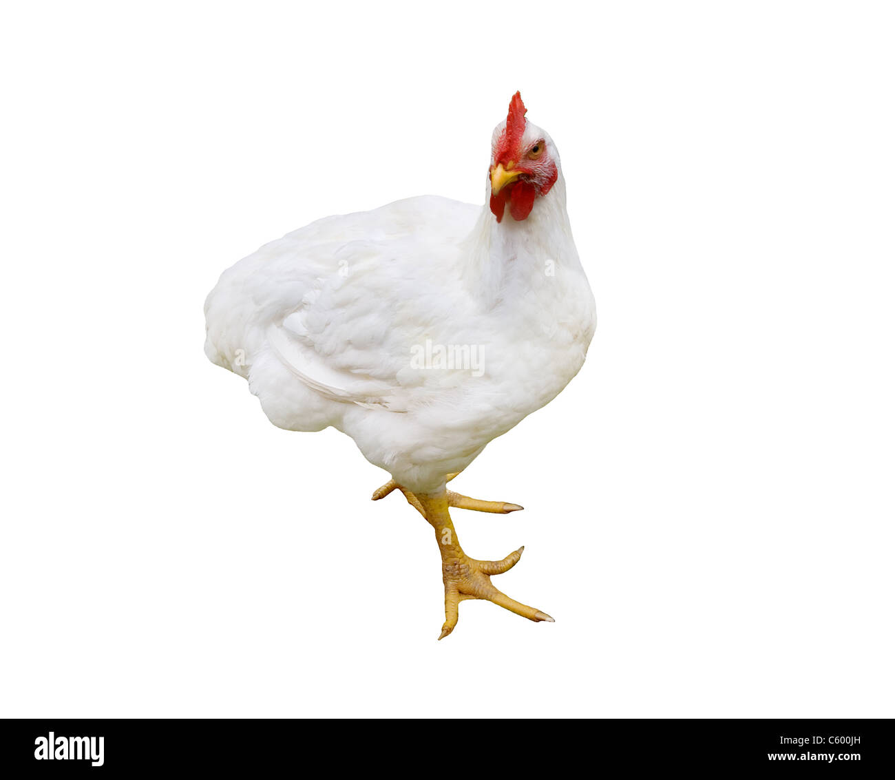 White hen hi-res stock photography and images - Alamy