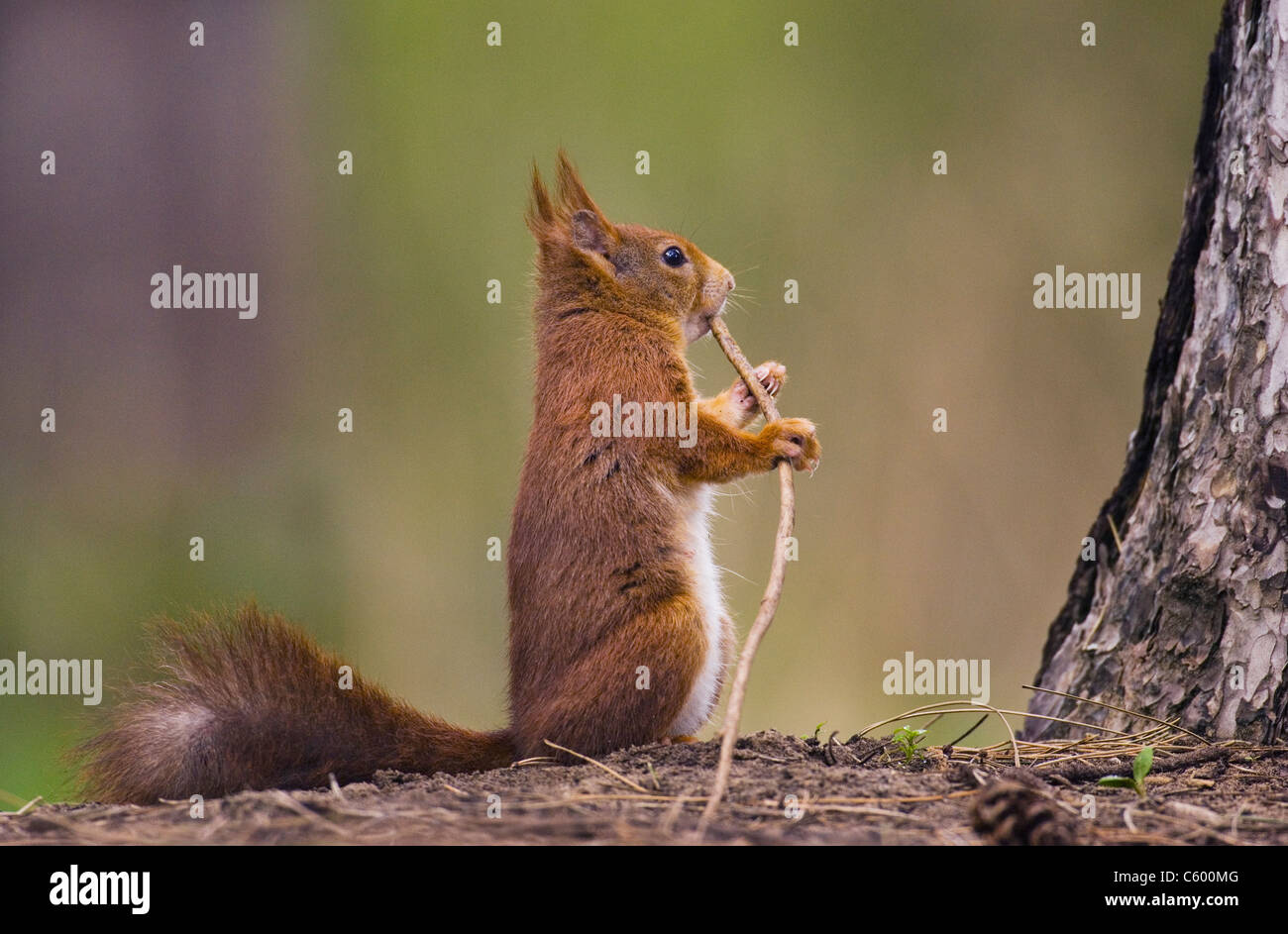 RED SQUIRREL Sciurus vulgaris  An adult nibbling the end of a fallen twig Formby Point, Liverpool, UK Stock Photo
