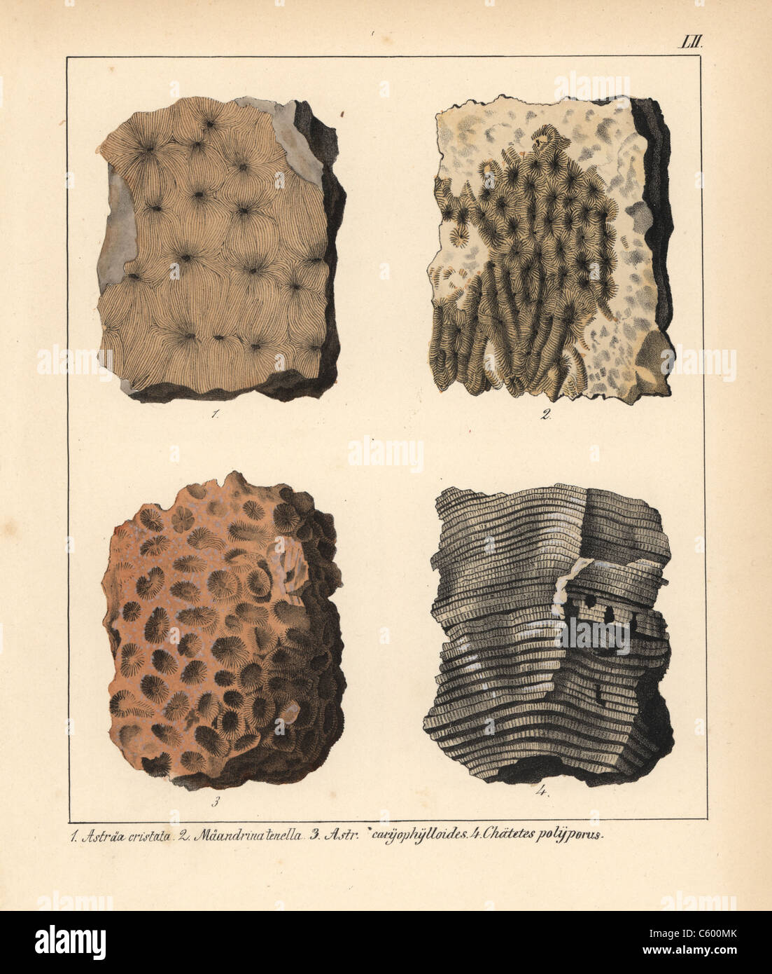 Fossils of extinct corals Stock Photo Alamy