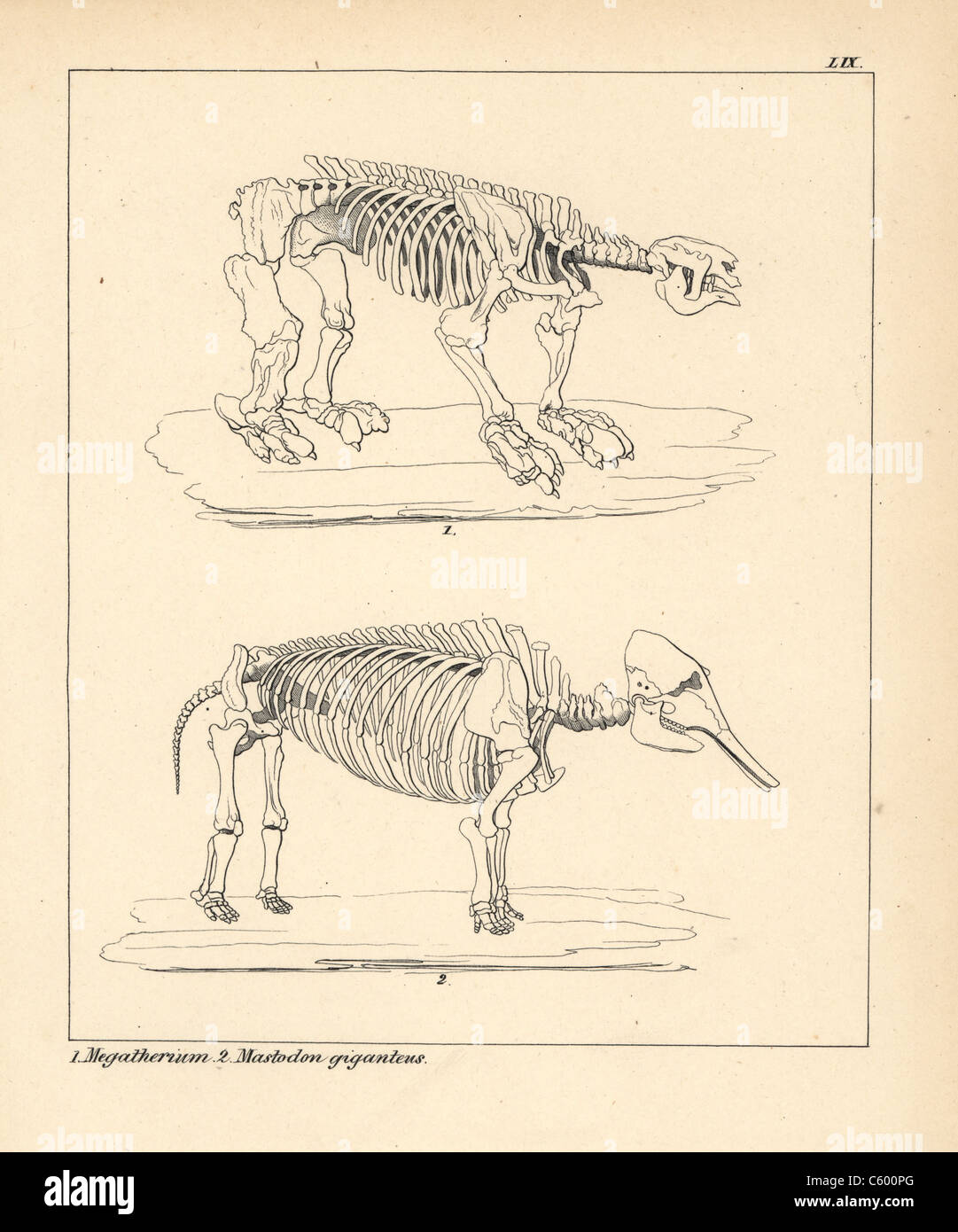 Skeleton of the Megatherium and Mastodon giganteus Stock Photo