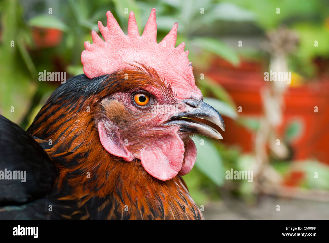 Close up of a chicken in hot weather Stock Photo Alamy