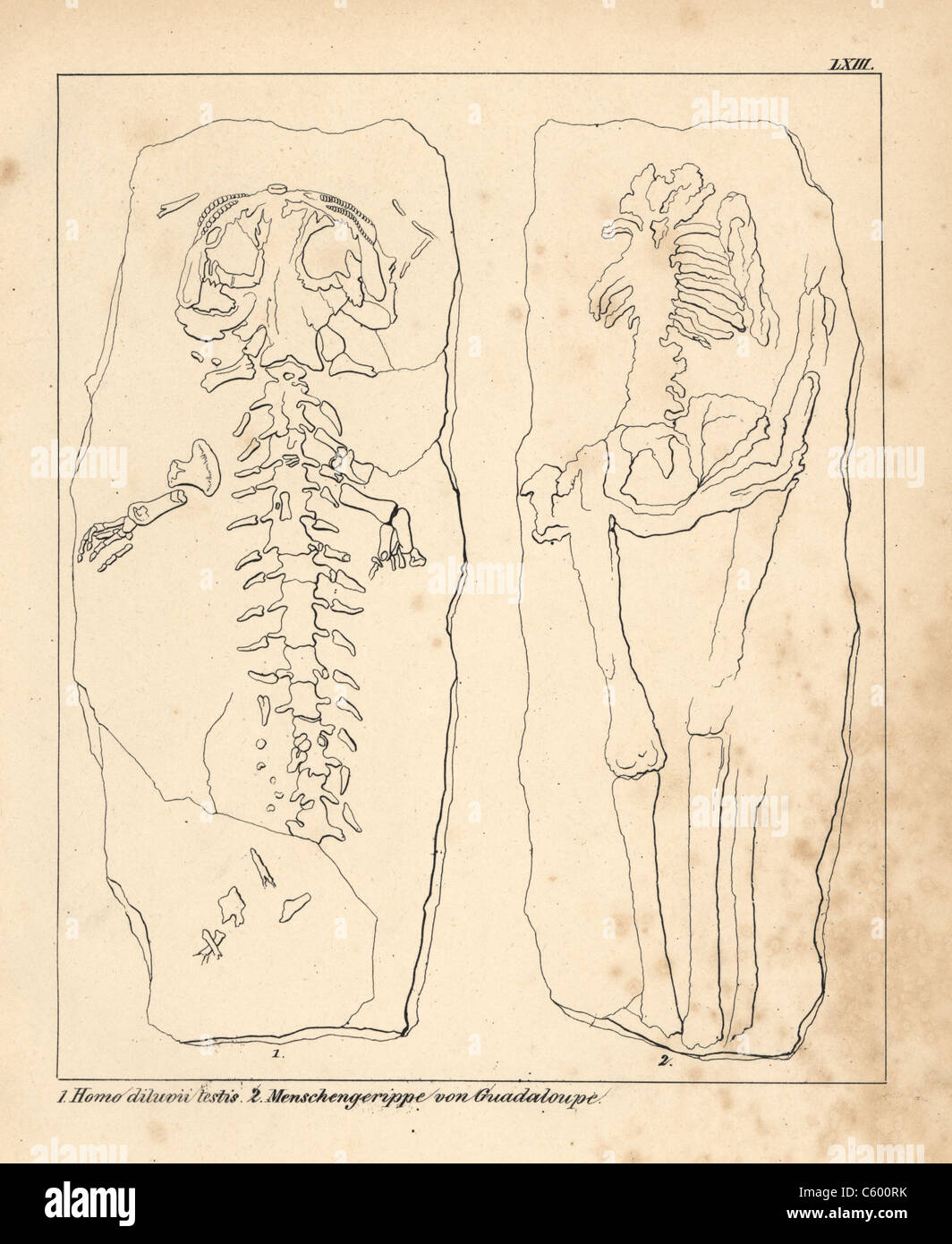 Homo diluvii testis skeleton fossil and Guadalupe man Stock Photo