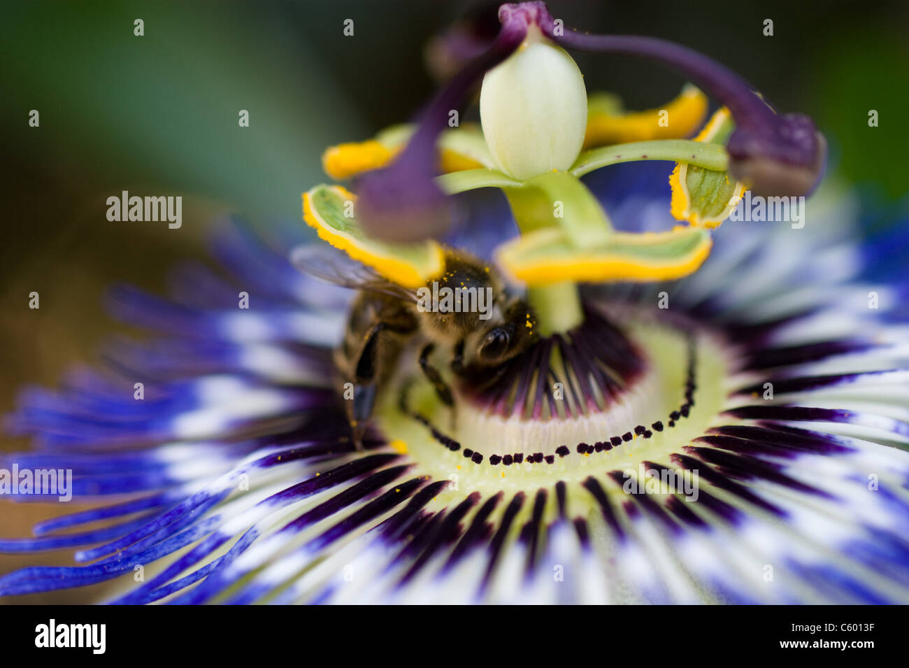 PASSION FLOWER EXOTIC PLANT WITH BEE IN THE CENTRE PASSIFLORA Stock