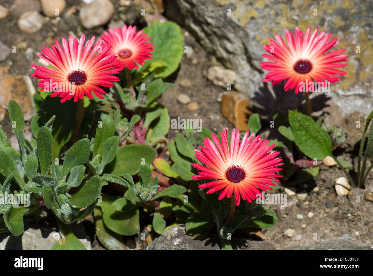 Livingstone Daisy Stock Photo Alamy