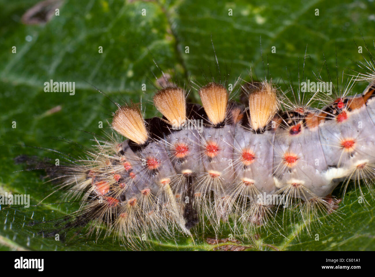 vapourer moth, (Orgyia antiqua) larva Stock Photo