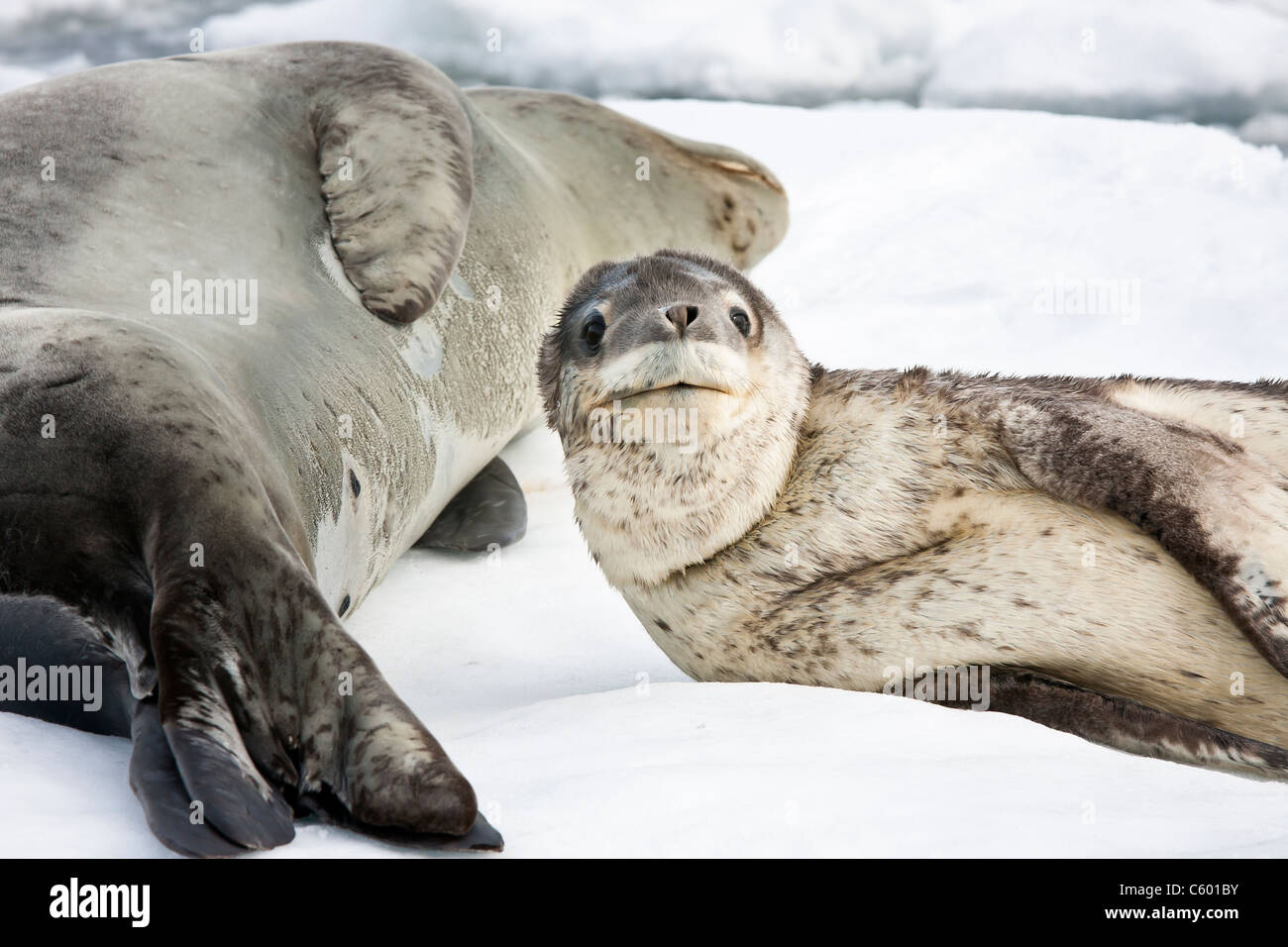 Baby seal close to his mom. Antarctica Stock Photo - Alamy