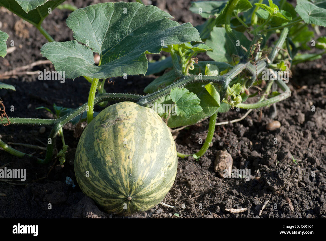 Organically Growing Spaghetti Squash Stock Photo Alamy