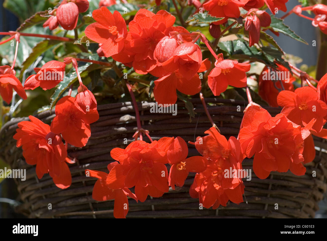 red trailing begonia Stock Photo