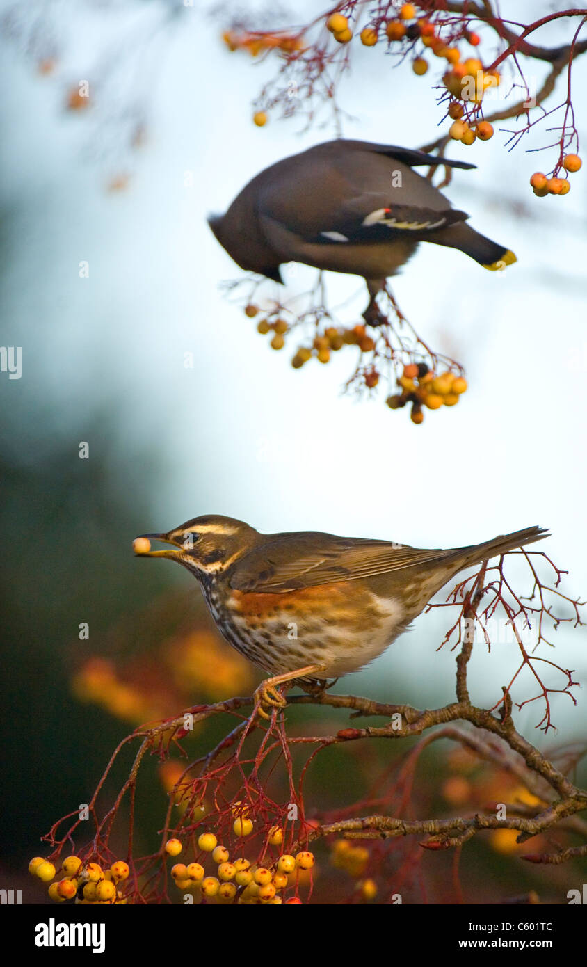 REDWING Turdus iliacus  An adult feeding in a yellow variety of rowan tree whilst a waxwing feeds behind. Nottinghamshire, UK Stock Photo