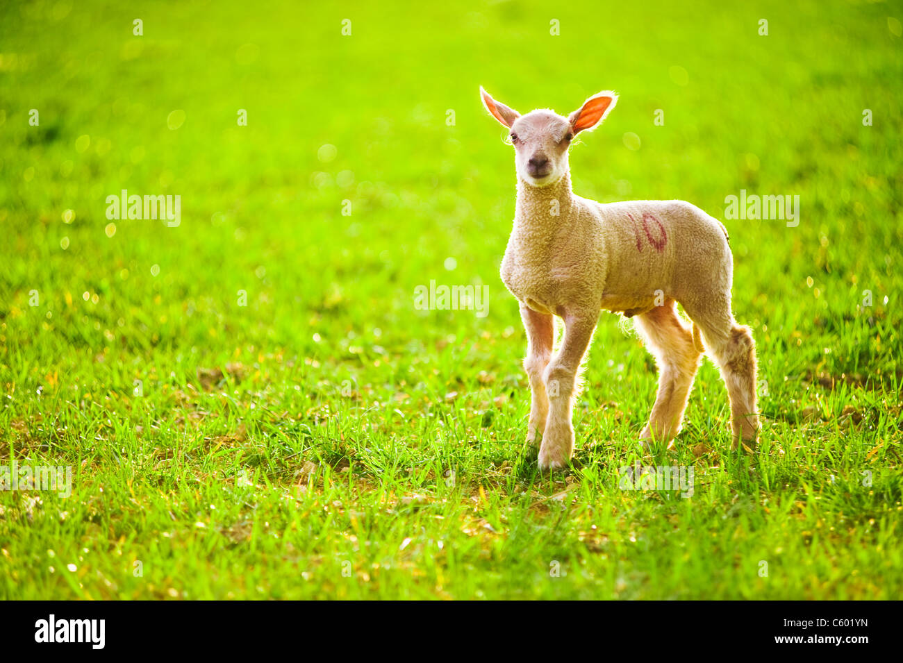 Young Baby Lamb in a Field in Evening Light Stock Photo