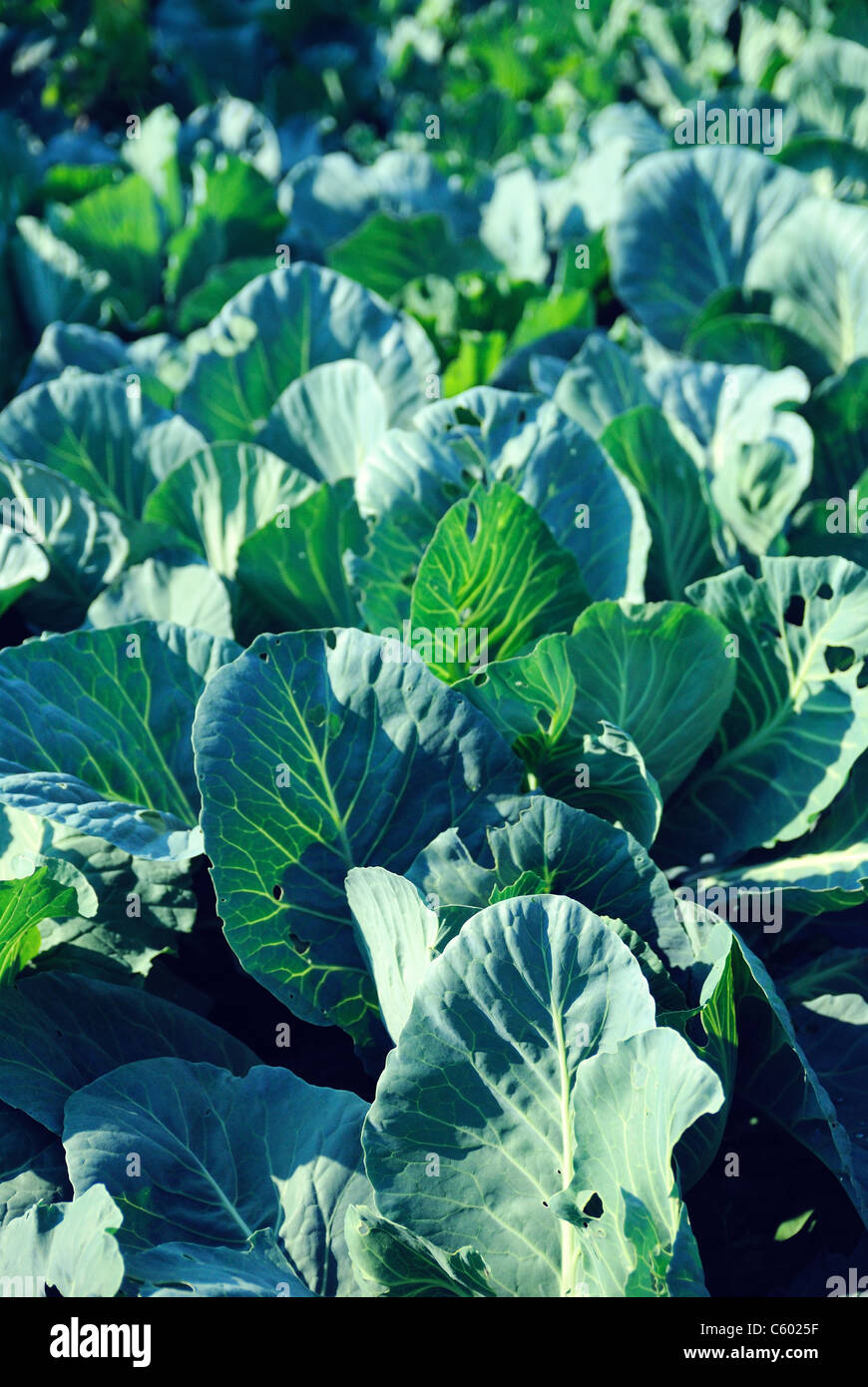 Wild Cabbage High Resolution Stock Photography and Images Alamy