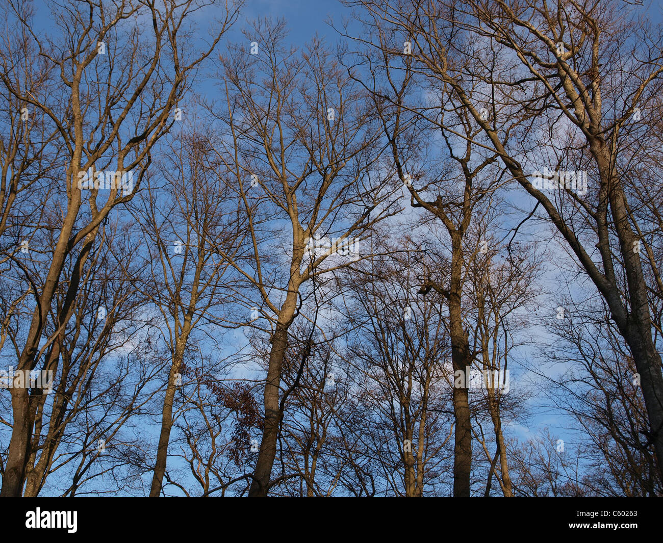 Bare trees against a blue sky in winter. Stock Photo