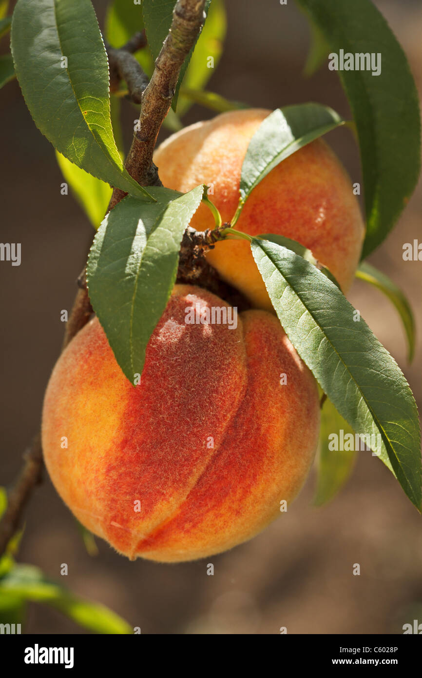 Ripe peaches ready to pick on tree branches Stock Photo